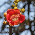 Kanonenkugelbaum (Couroupita guianensis)